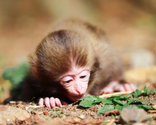 Fondo de pantalla Cute Little Monkey 220x176