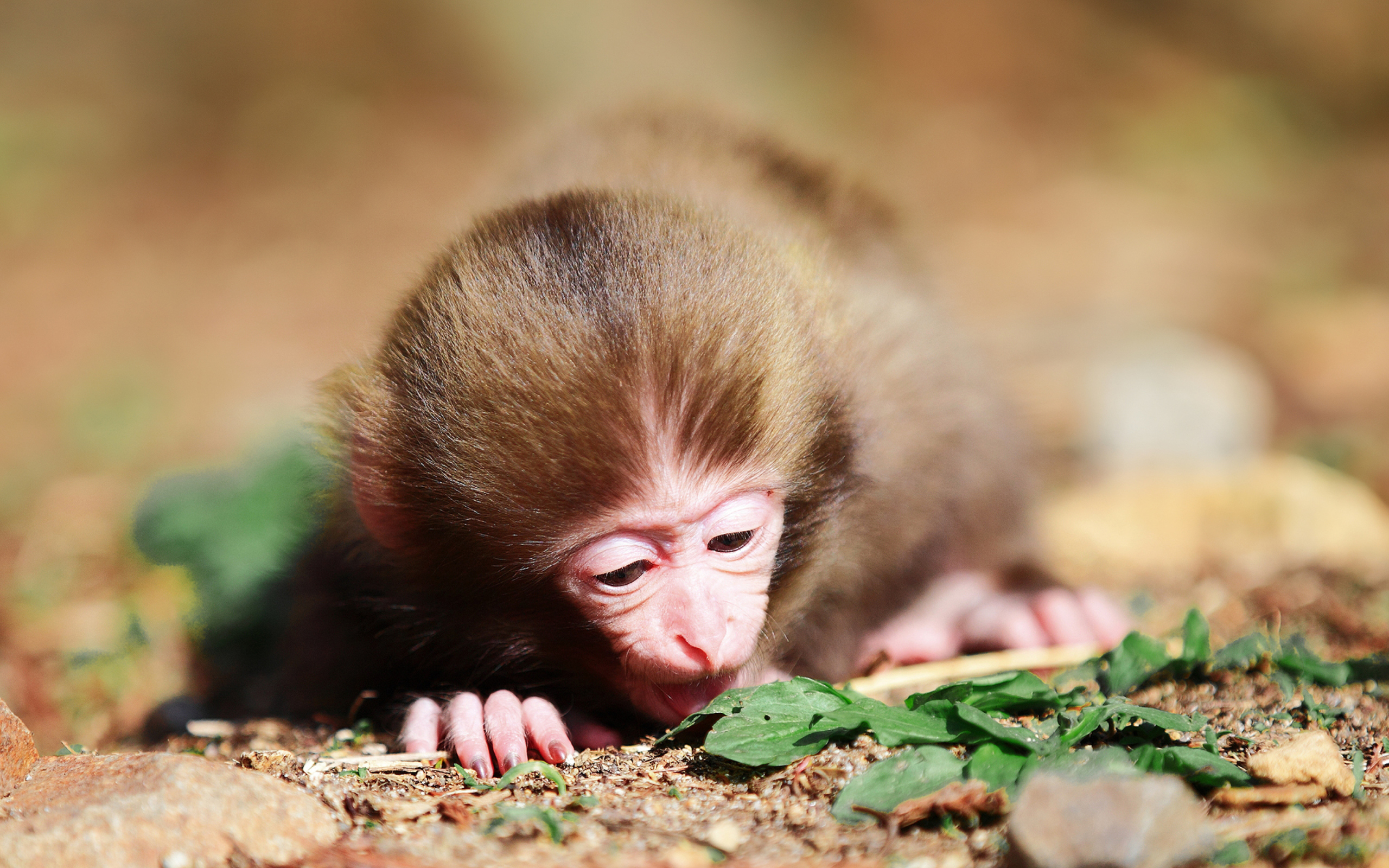 Fondo de pantalla Cute Little Monkey 2560x1600