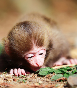 Cute Little Monkey - Fondos de pantalla gratis para Nokia Asha 306