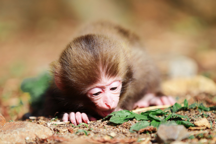 Fondo de pantalla Cute Little Monkey