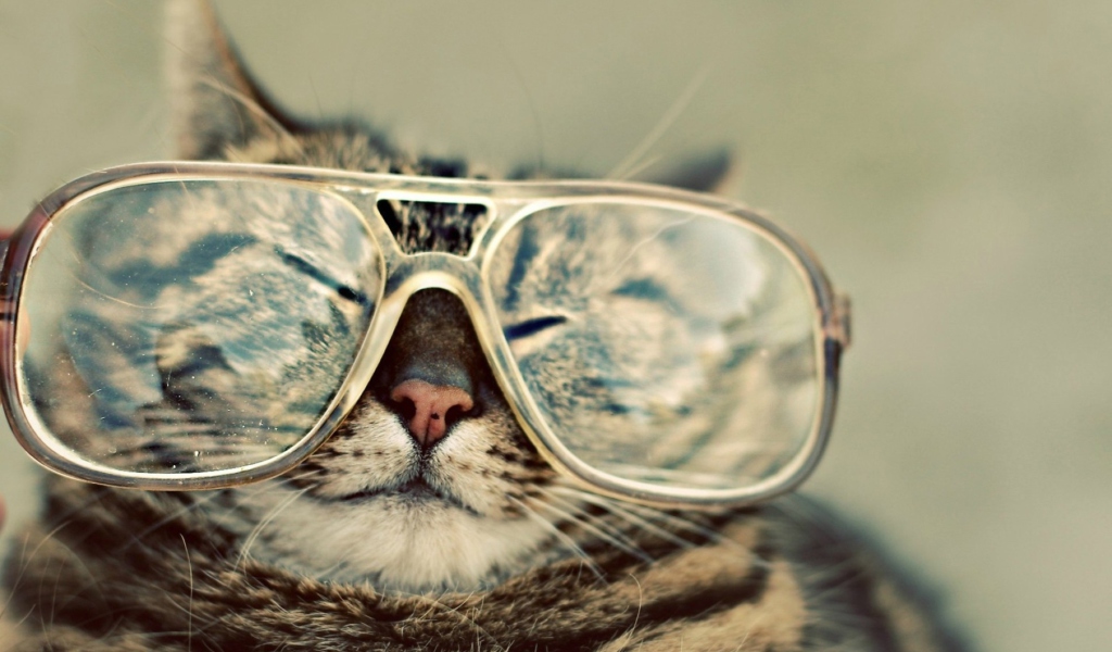 Funny Cat With Glasses screenshot #1 1024x600