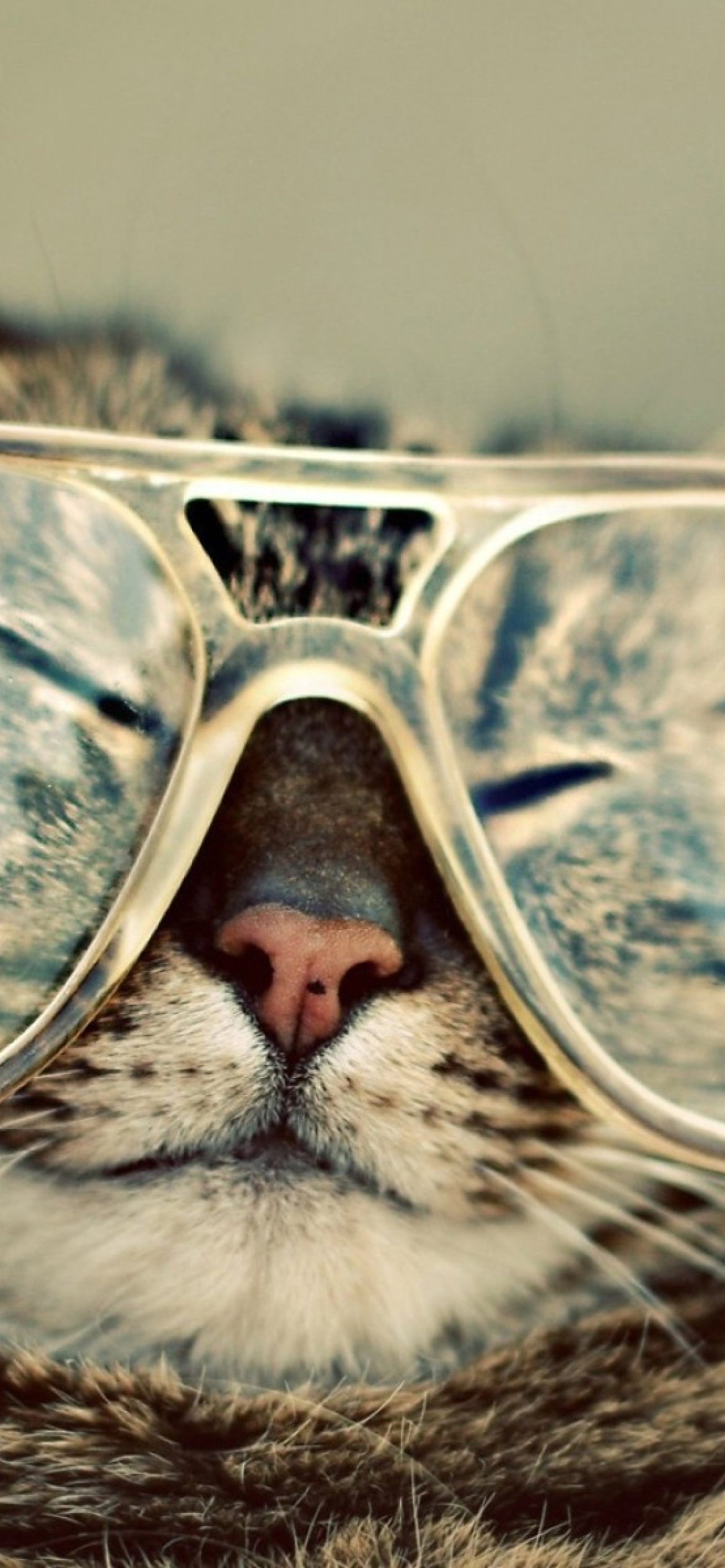 Das Funny Cat With Glasses Wallpaper 1170x2532