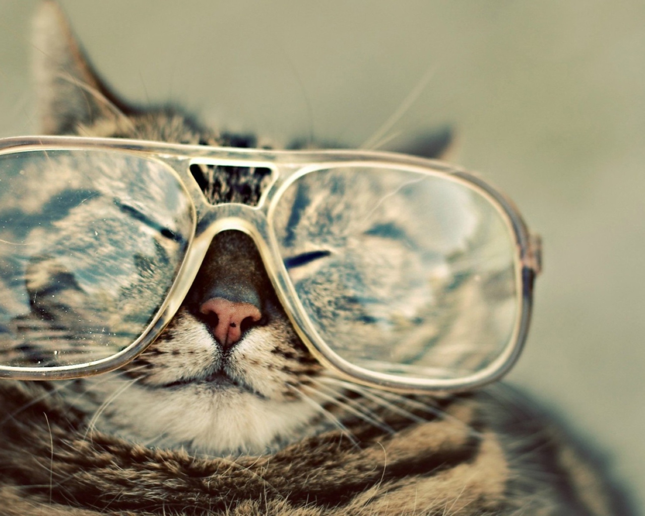 Обои Funny Cat With Glasses 1280x1024