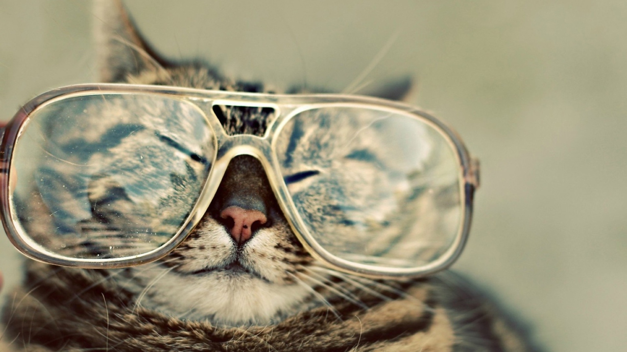 Screenshot №1 pro téma Funny Cat With Glasses 1280x720