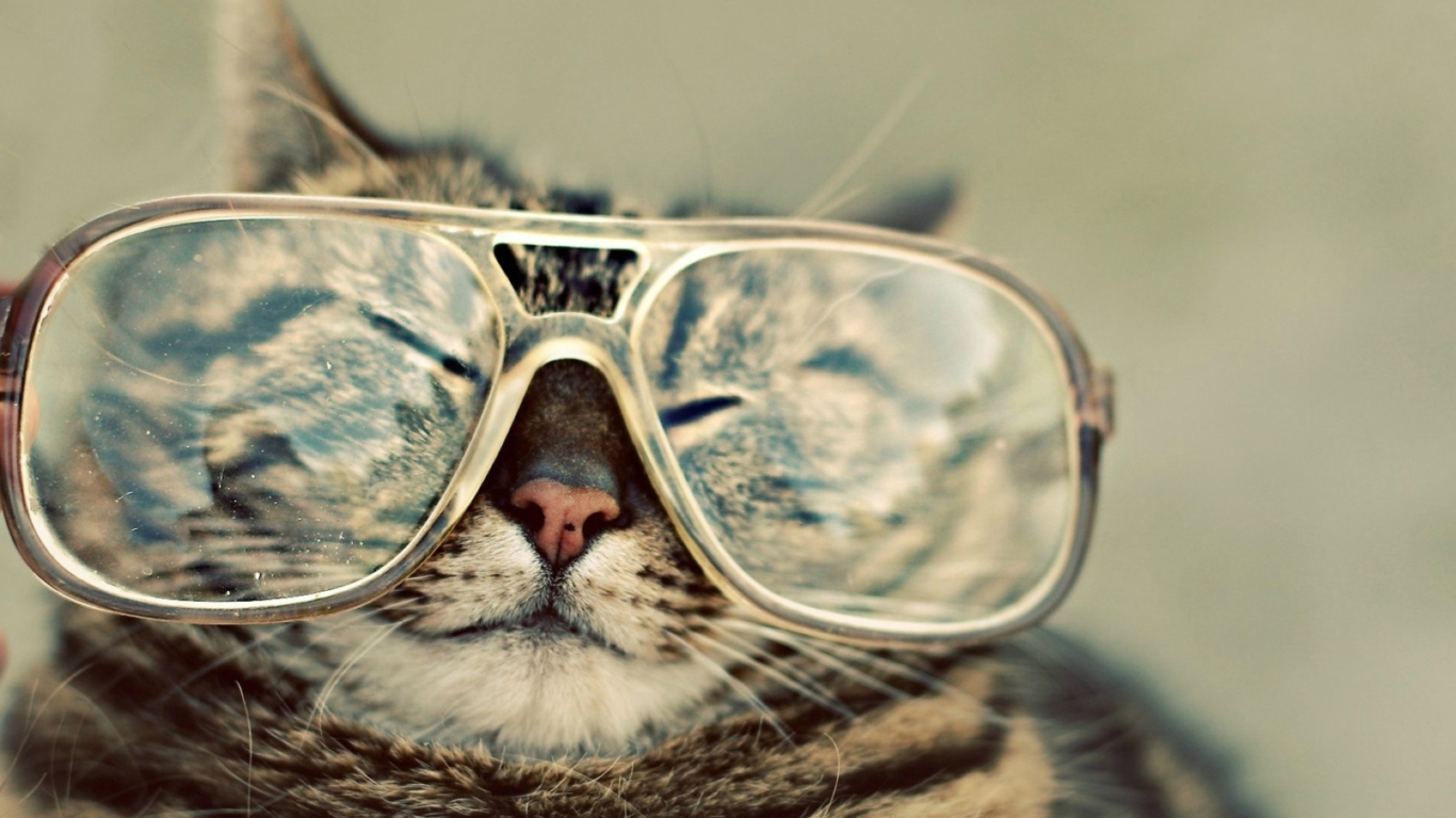 Das Funny Cat With Glasses Wallpaper 1366x768