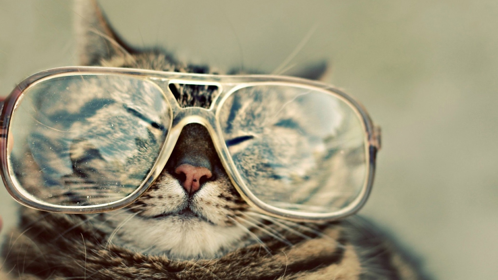 Fondo de pantalla Funny Cat With Glasses 1600x900