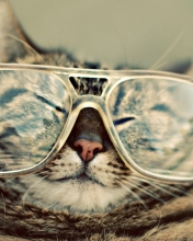 Screenshot №1 pro téma Funny Cat With Glasses 176x220