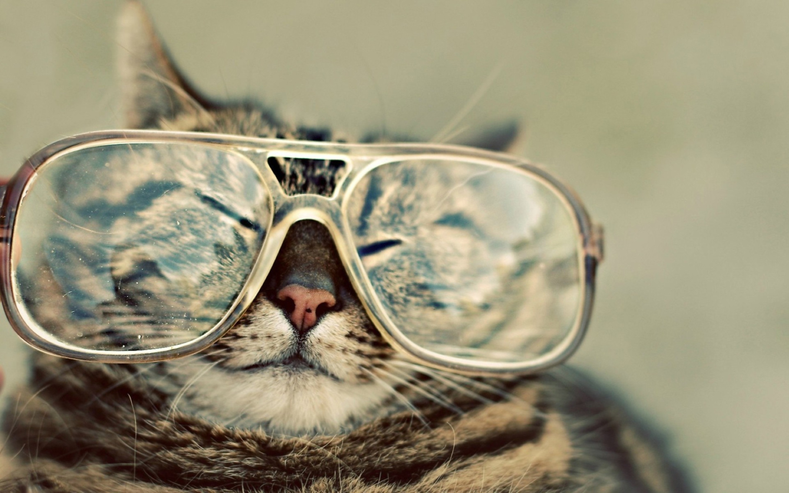 Обои Funny Cat With Glasses 2560x1600