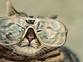 Das Funny Cat With Glasses Wallpaper 320x240