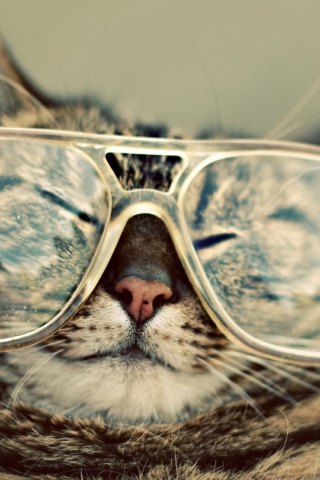 Das Funny Cat With Glasses Wallpaper 320x480