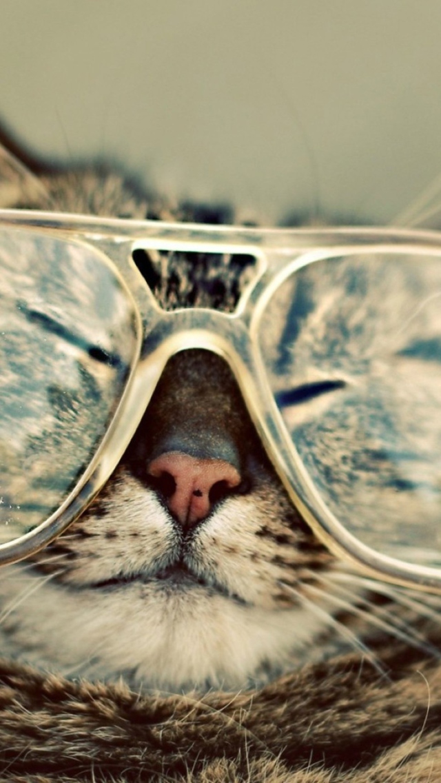 Funny Cat With Glasses wallpaper 640x1136