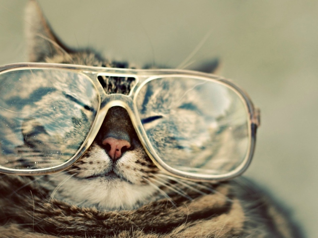 Funny Cat With Glasses wallpaper 640x480