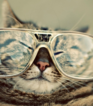 Funny Cat With Glasses Background for Nokia Asha 308