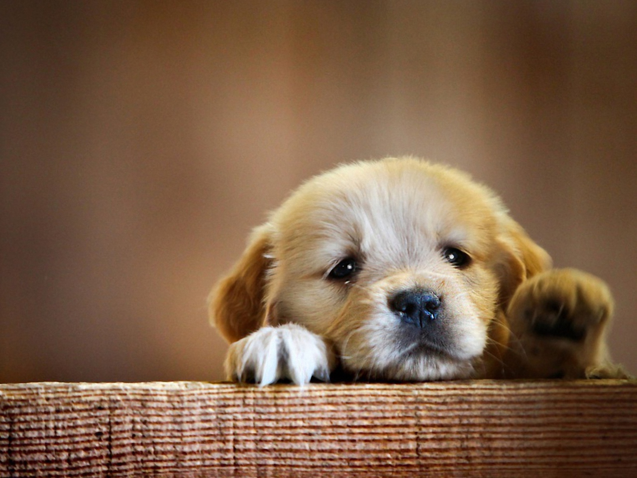 Das Cute Little Puppy Wallpaper 1280x960