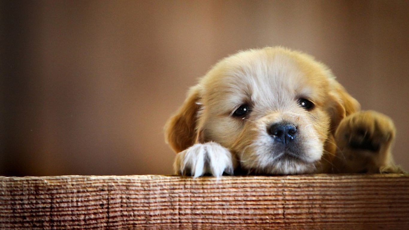 Sfondi Cute Little Puppy 1366x768
