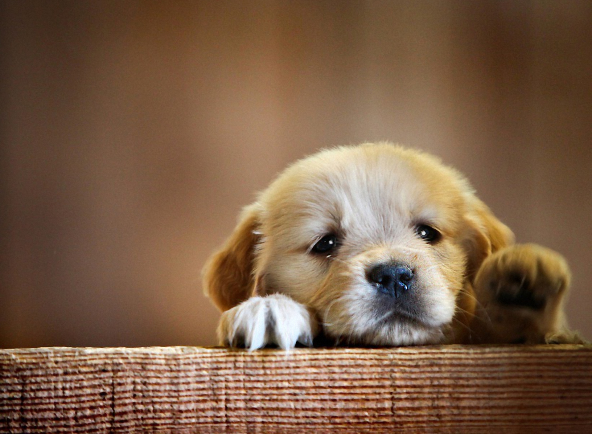 Обои Cute Little Puppy 1920x1408