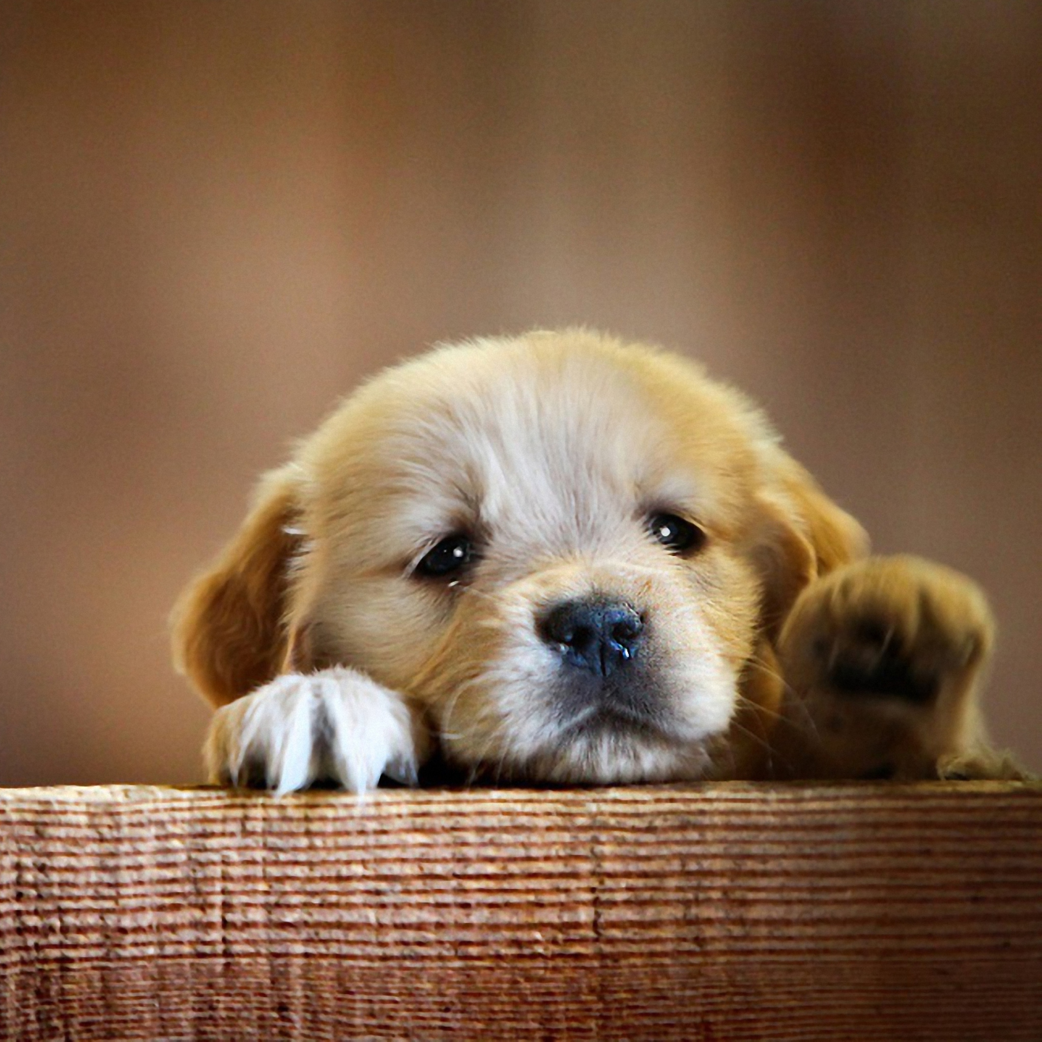 Fondo de pantalla Cute Little Puppy 2048x2048
