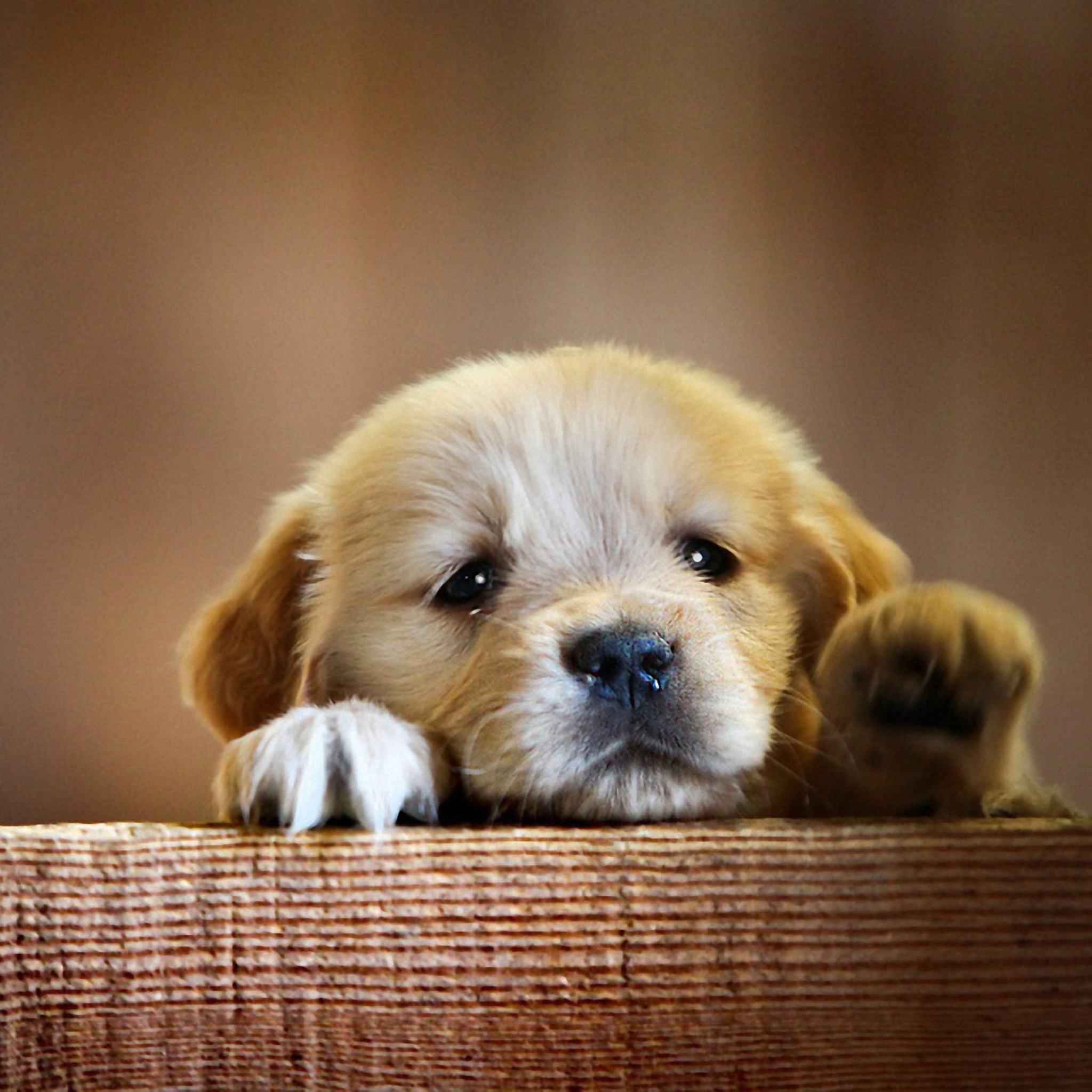 Обои Cute Little Puppy 2048x2048