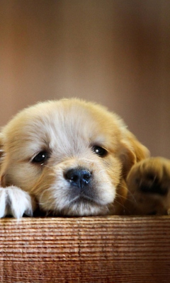 Cute Little Puppy wallpaper 240x400