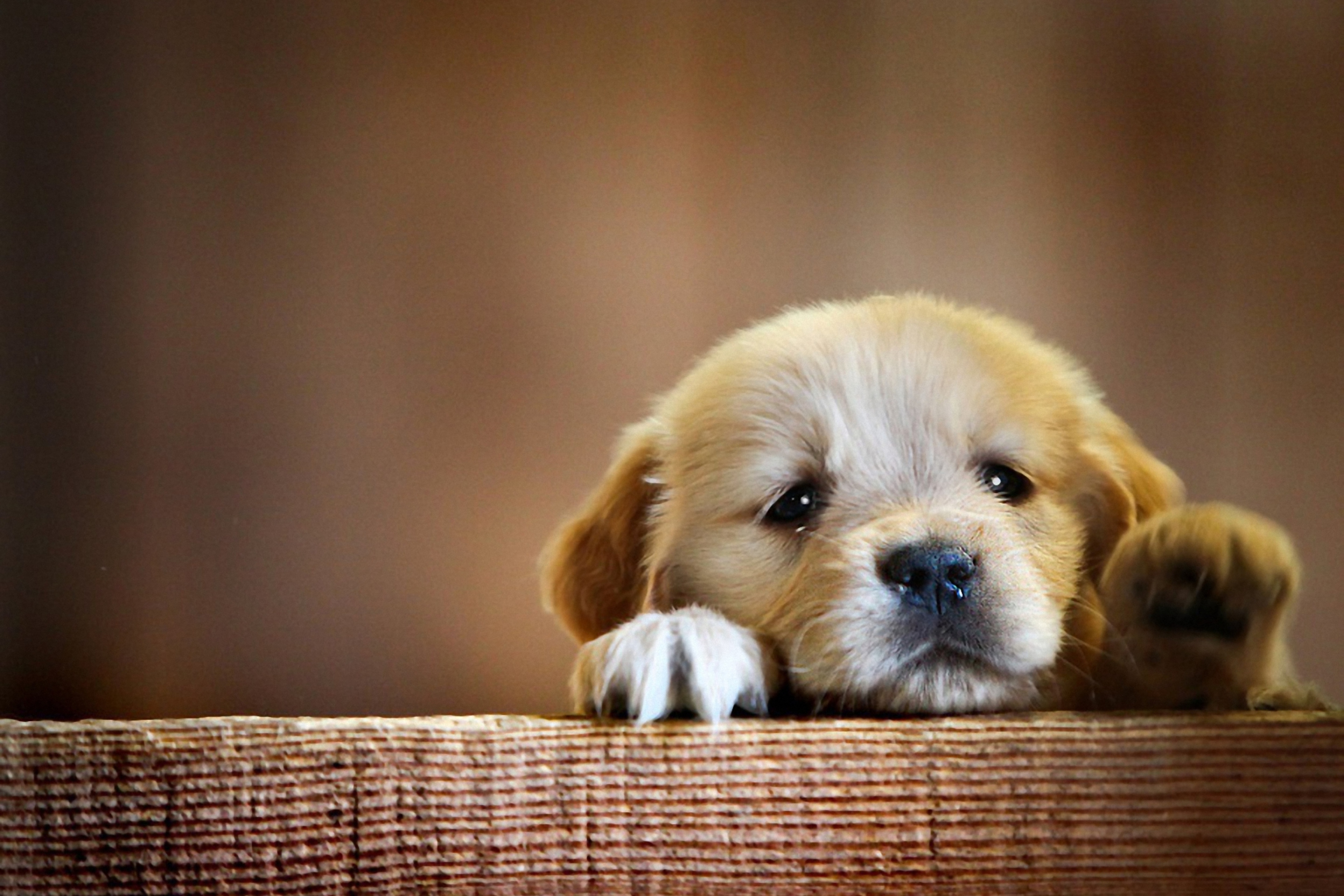 Sfondi Cute Little Puppy 2880x1920