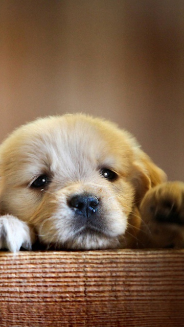 Fondo de pantalla Cute Little Puppy 360x640