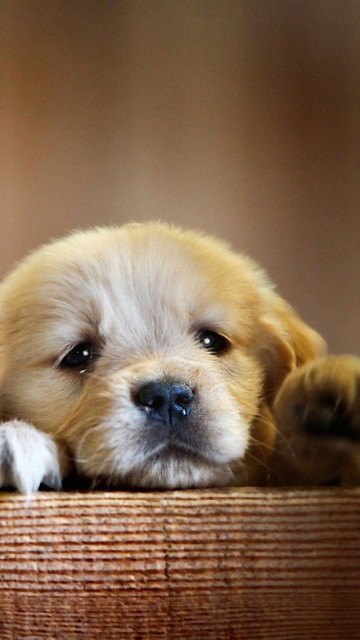 Обои Cute Little Puppy 360x640