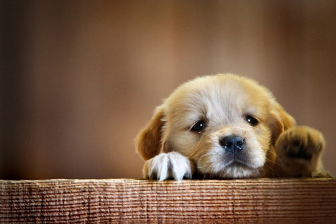 Fondo de pantalla Cute Little Puppy 480x320