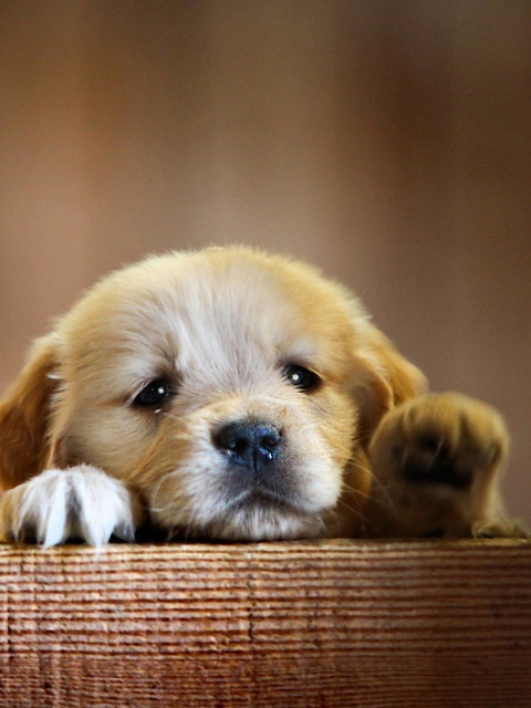 Fondo de pantalla Cute Little Puppy 480x640