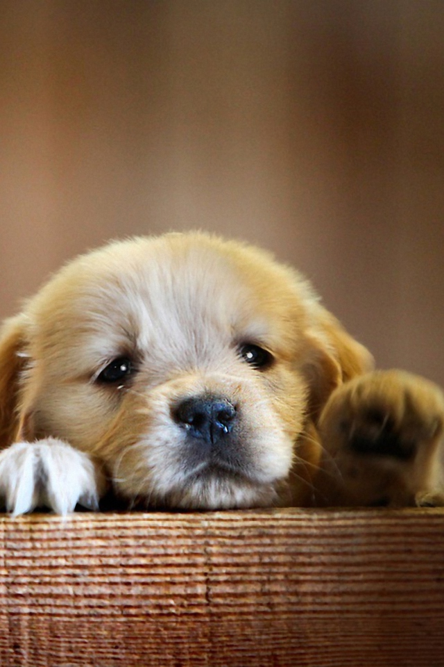 Cute Little Puppy wallpaper 640x960