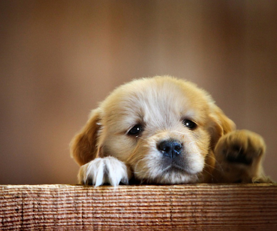 Cute Little Puppy screenshot #1 960x800