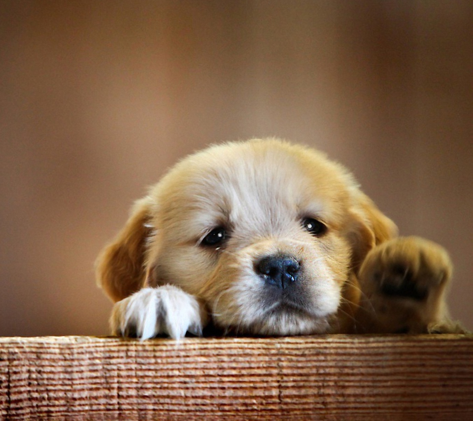 Das Cute Little Puppy Wallpaper 960x854