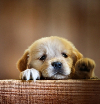 Cute Little Puppy - Obrázkek zdarma pro iPad Air