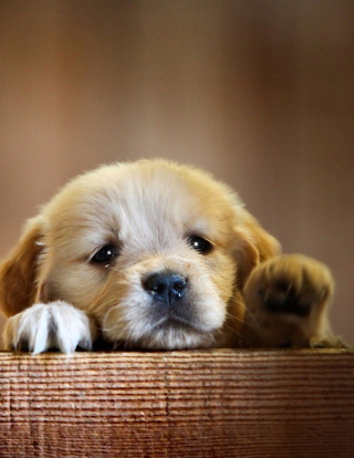 Cute Little Puppy - Obrázkek zdarma pro Nokia 5233