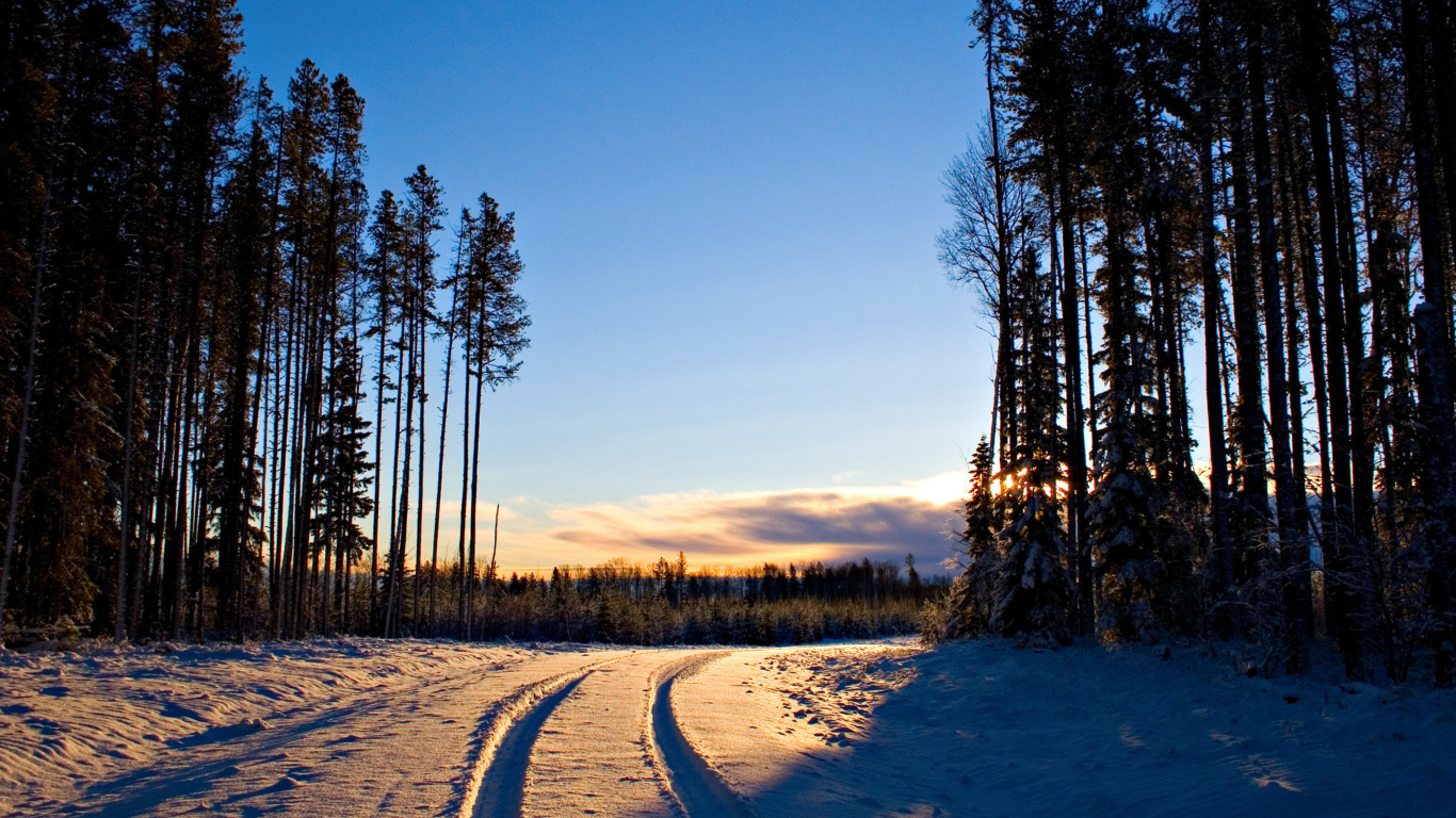 January Forest in Snow wallpaper 1366x768