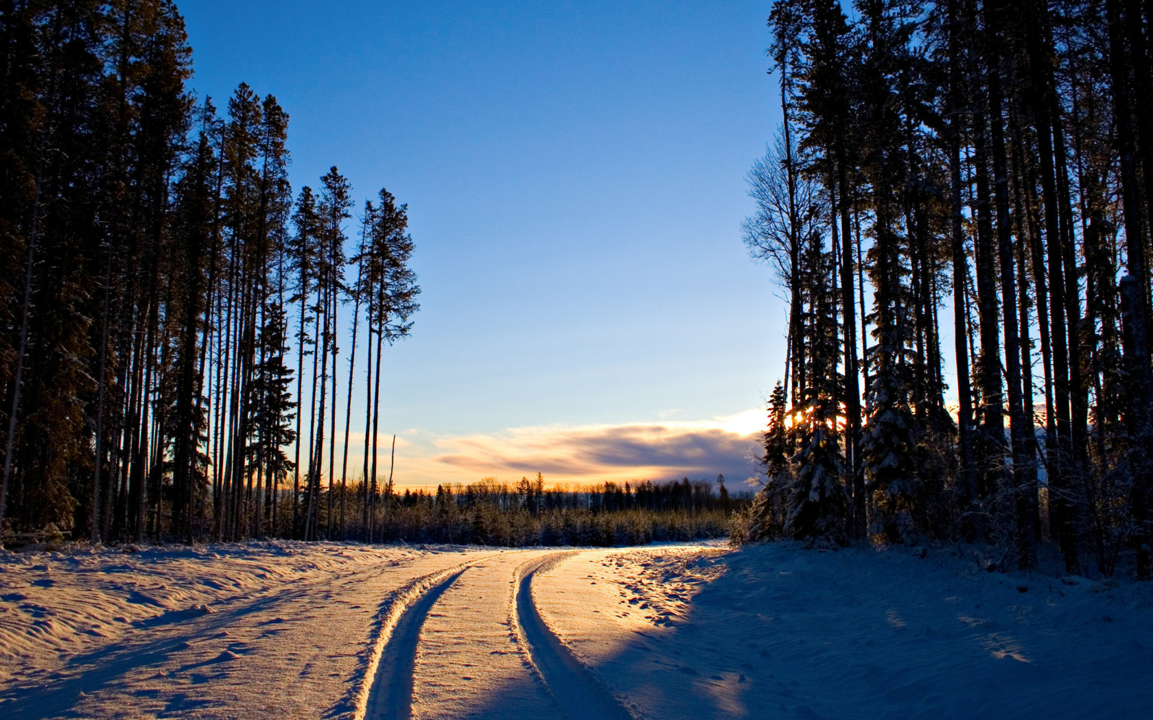 Обои January Forest in Snow 1680x1050