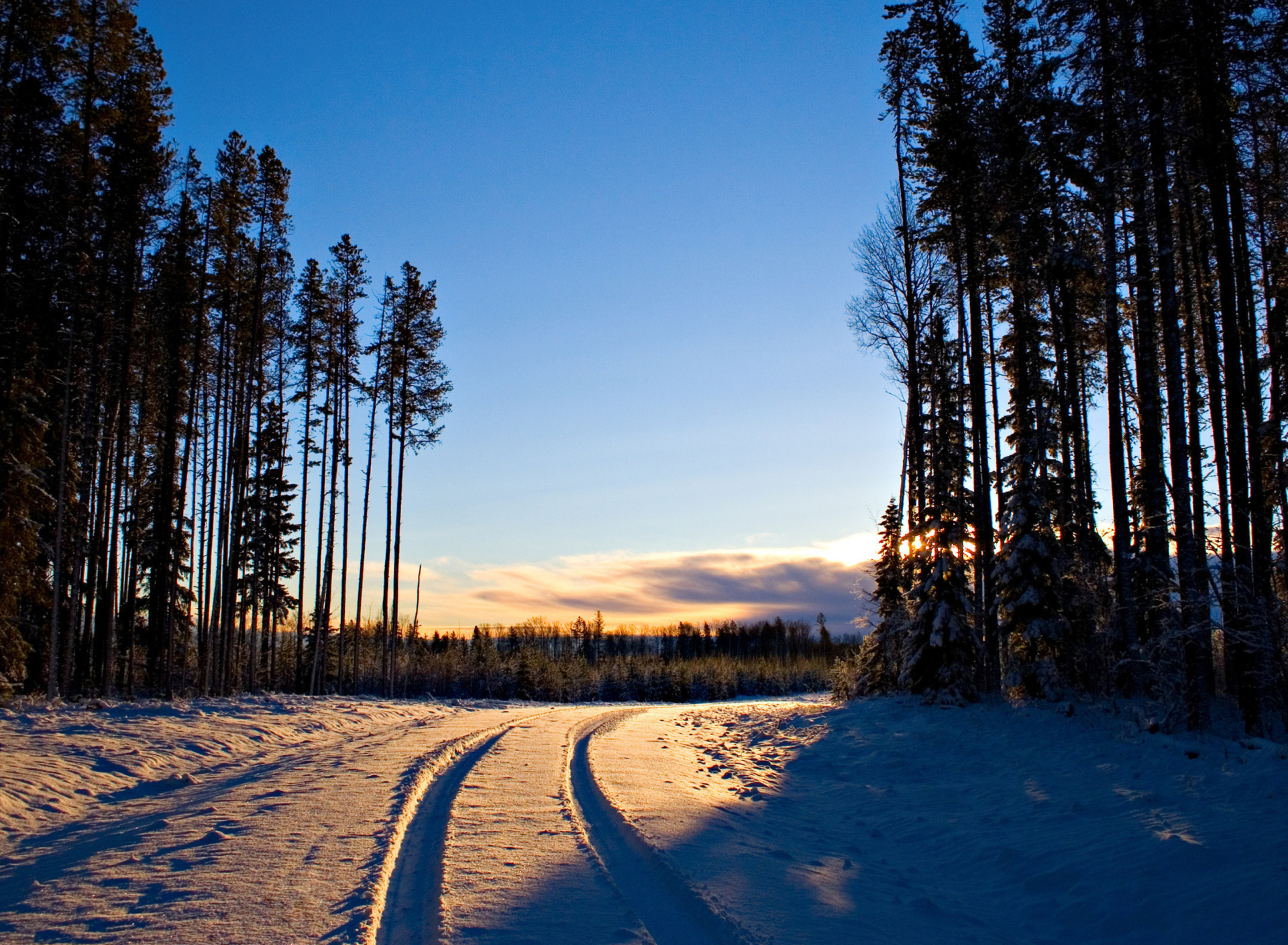 Обои January Forest in Snow 1920x1408