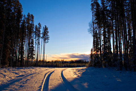 Sfondi January Forest in Snow 480x320