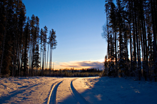January Forest in Snow - Obrázkek zdarma 