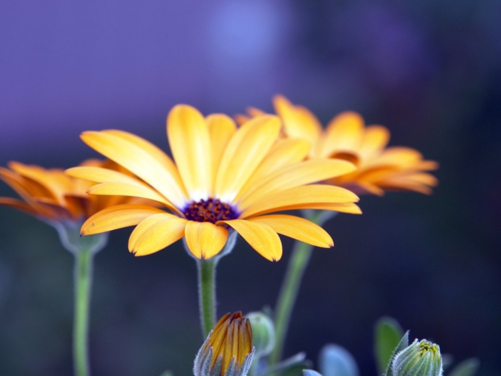 Rudbeckia Flowers wallpaper 1024x768