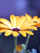 Rudbeckia Flowers screenshot #1 132x176