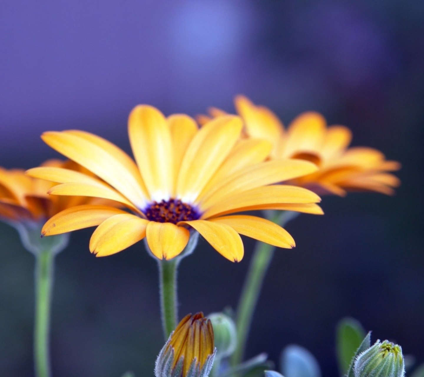 Screenshot №1 pro téma Rudbeckia Flowers 1440x1280