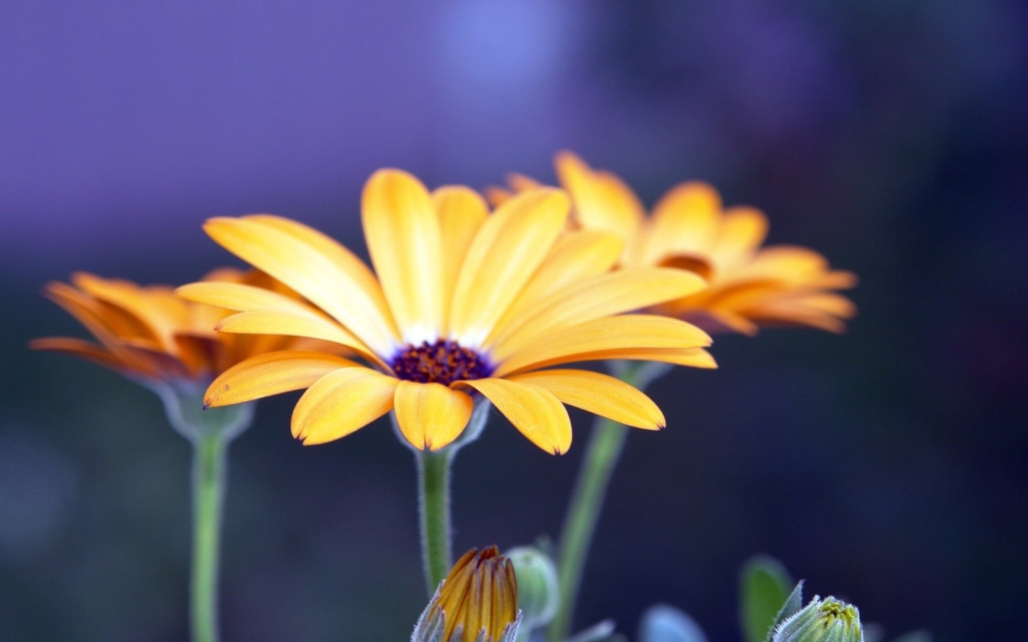 Sfondi Rudbeckia Flowers 1440x900