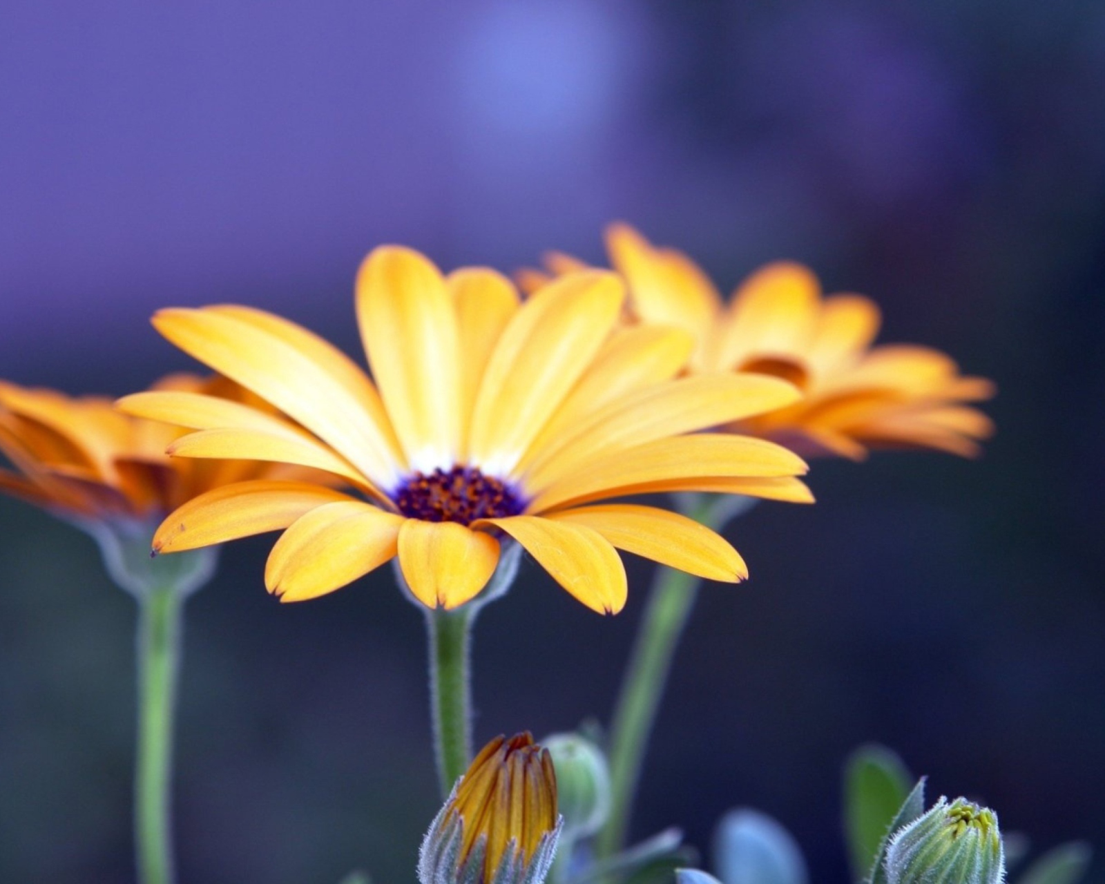 Sfondi Rudbeckia Flowers 1600x1280