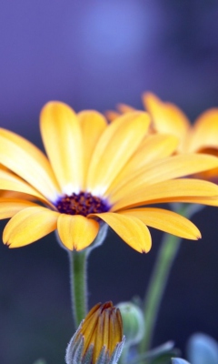 Sfondi Rudbeckia Flowers 240x400