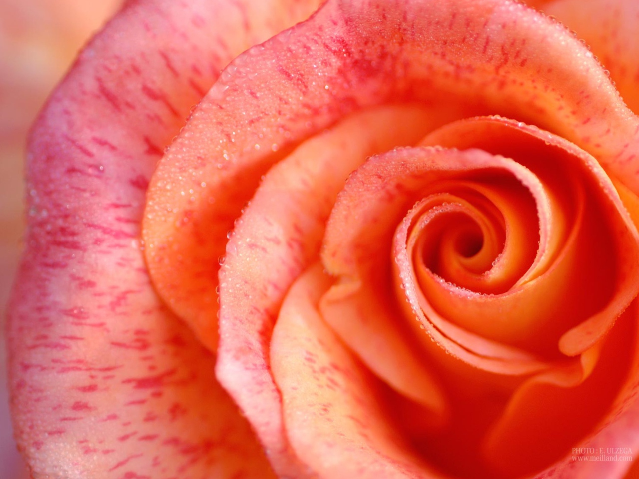 Rose wallpaper 1280x960