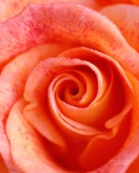Rose screenshot #1 128x160