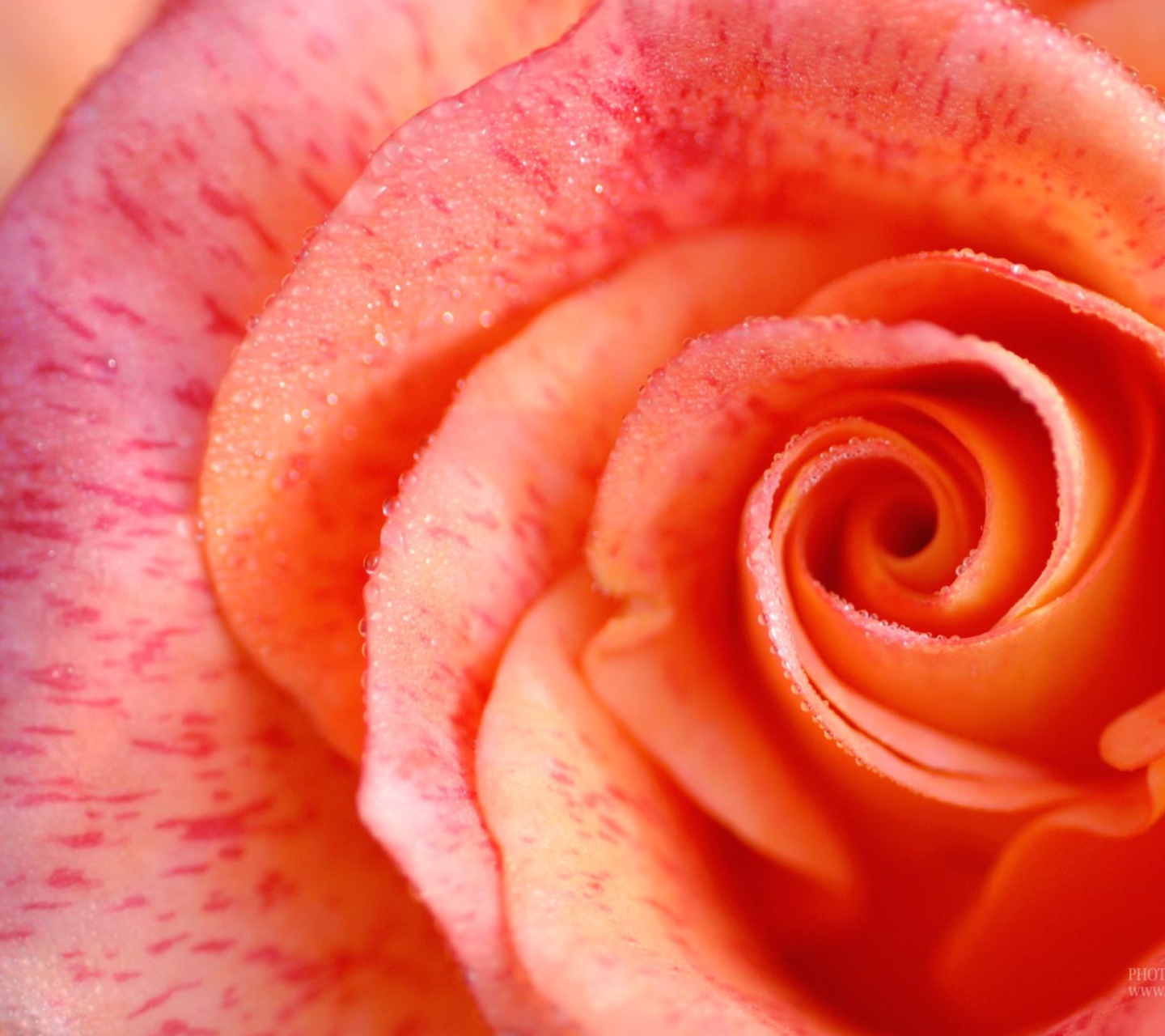 Rose wallpaper 1440x1280
