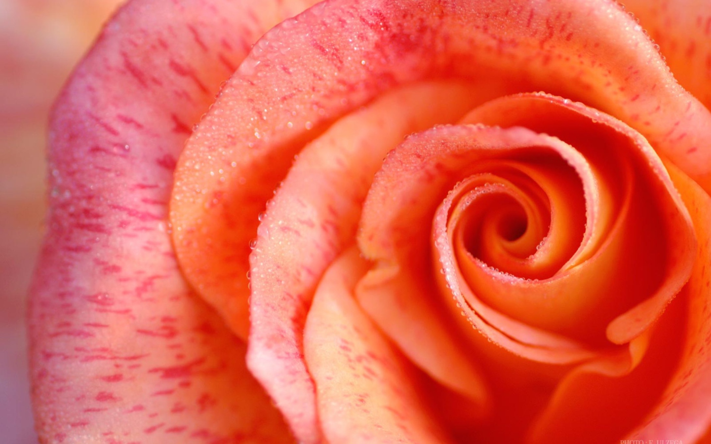Rose wallpaper 1440x900