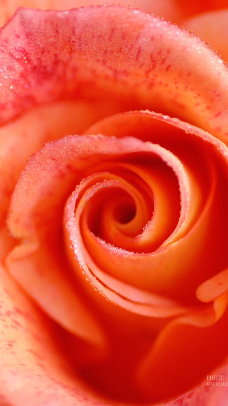 Das Rose Wallpaper 750x1334