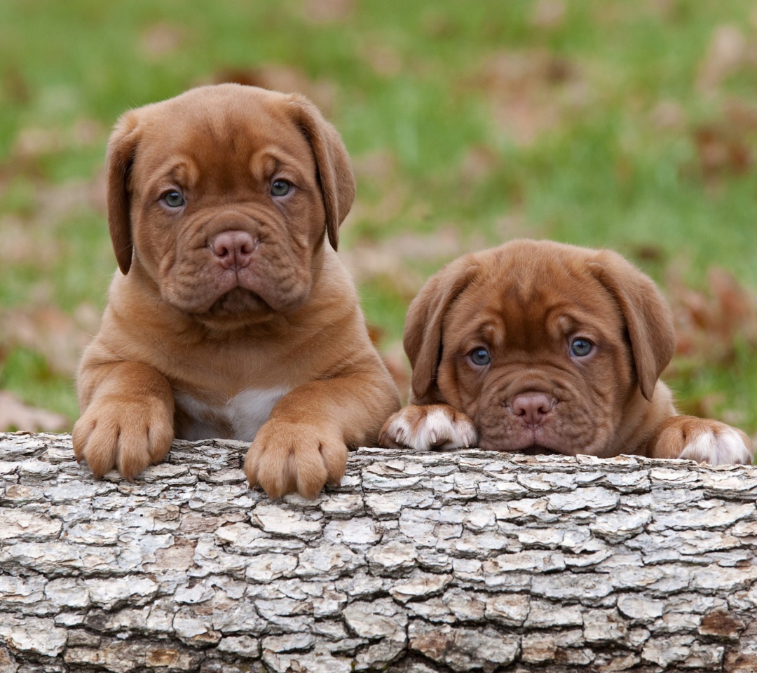 Fondo de pantalla Dogs Puppies Dogue De Bordeaux 1080x960